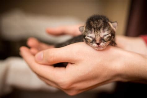 gözleri açılmamış yavru kedi nasıl beslenir